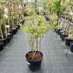 Čučoriedka kanadská (Vaccinium corymbosum) - čučoriedkové TRIO 3v1, výška 80-100 cm, kont.C15L